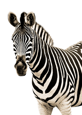 Zebra PNG image-8961